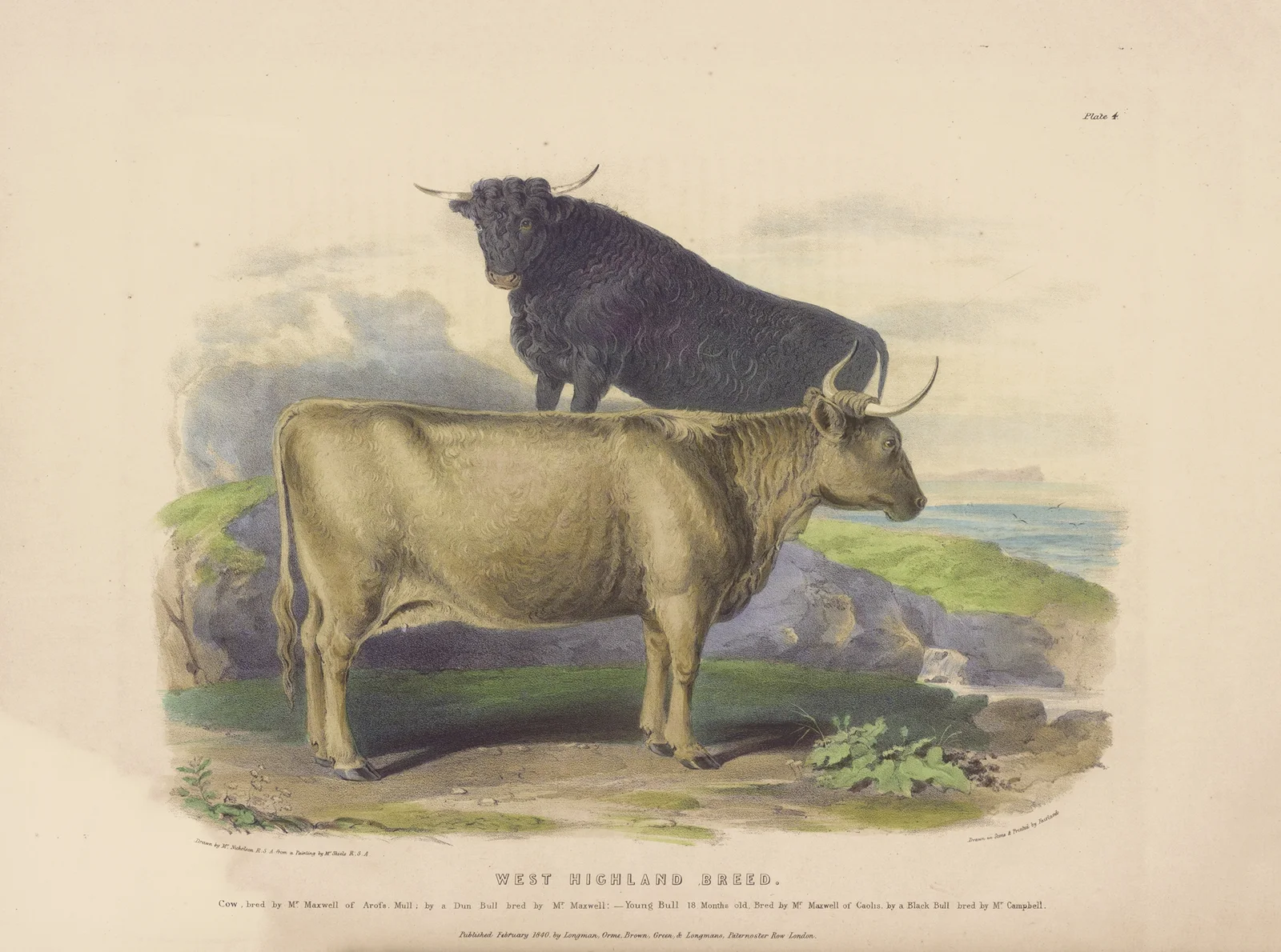 The West Highland Breed av David Low