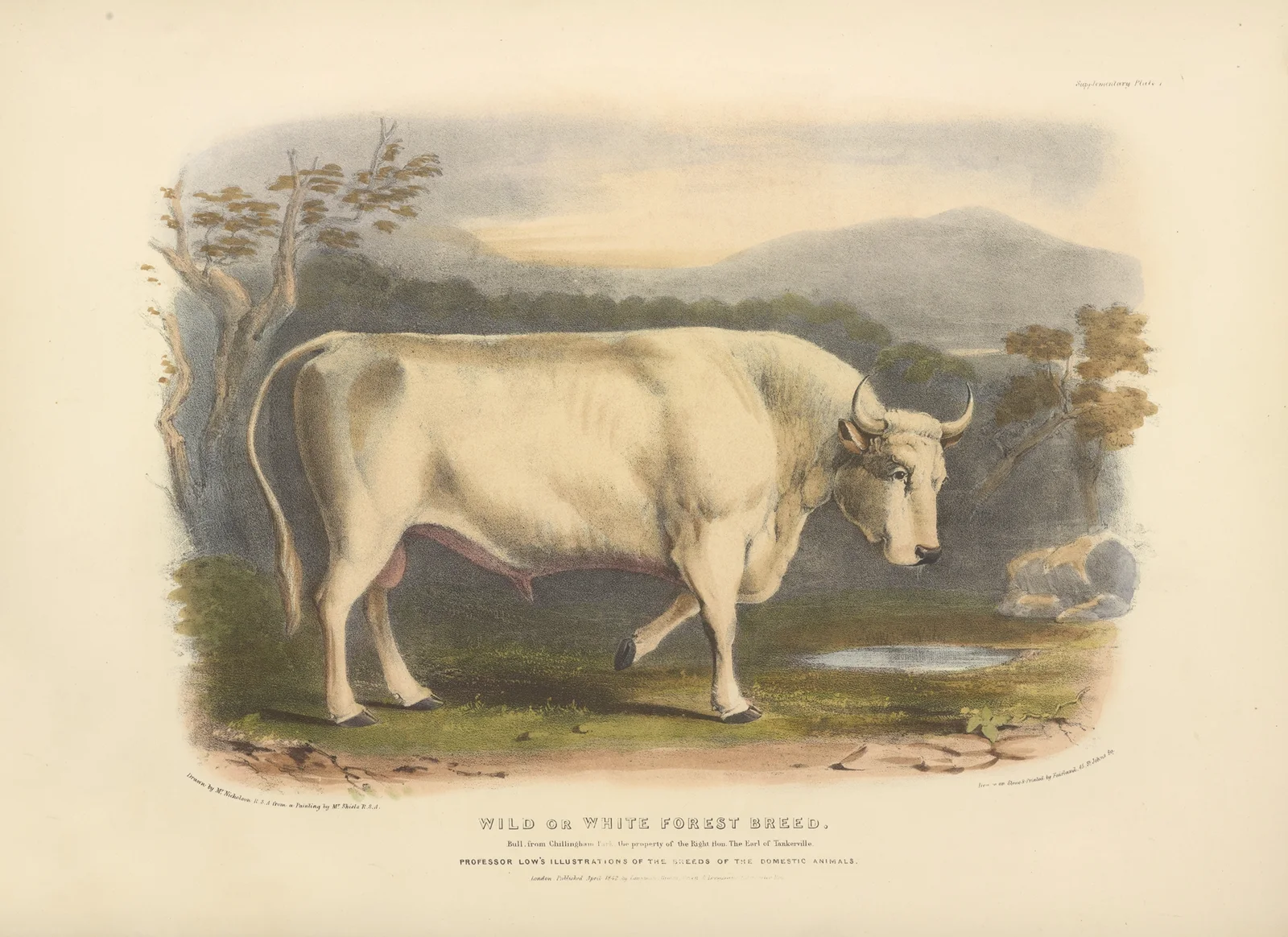 The Wild or White Forest Breed, 1842 – nr 2 av David Low