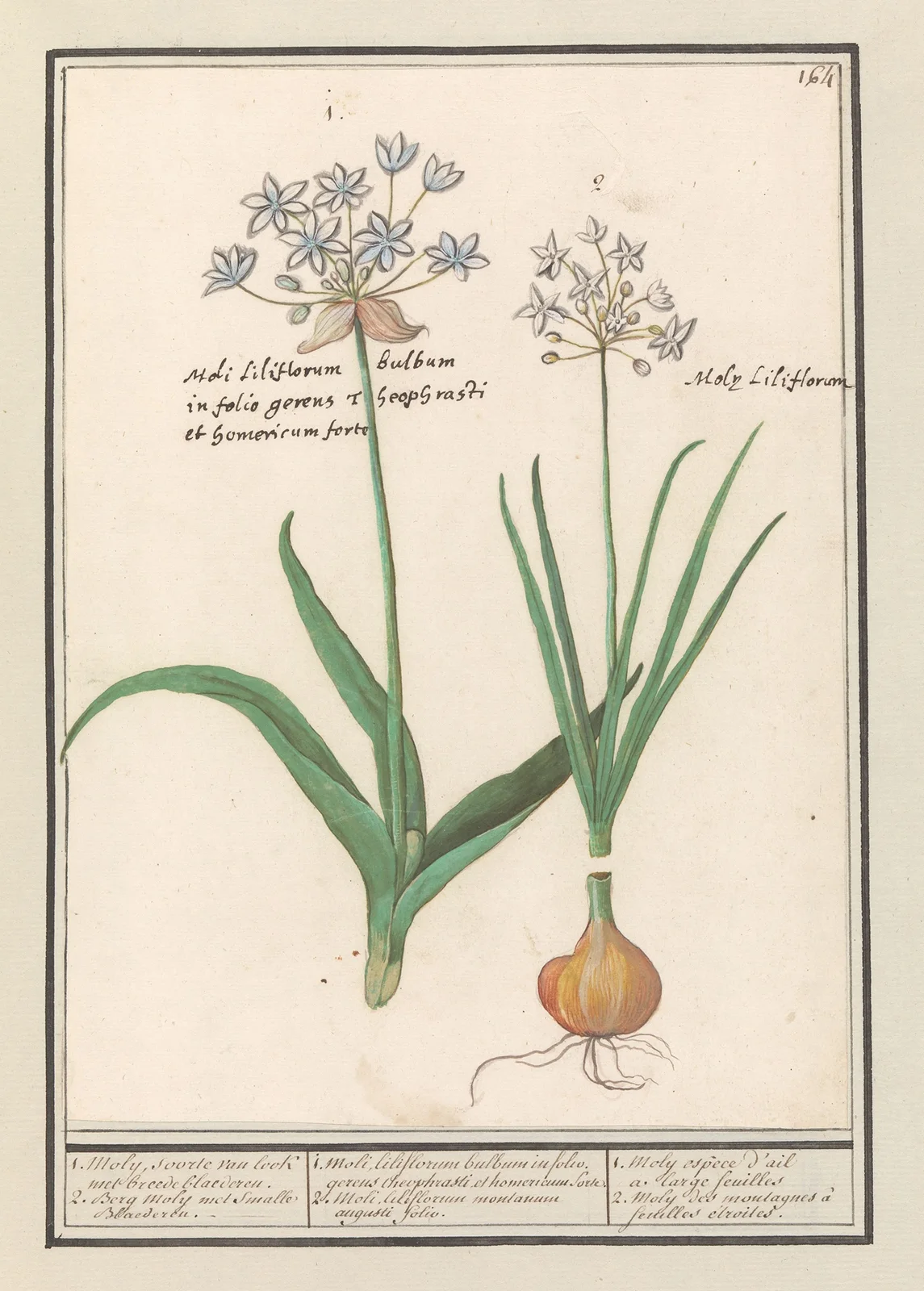 Daslook (Allium ursinum) av Anselmus Boëtius de Boodt