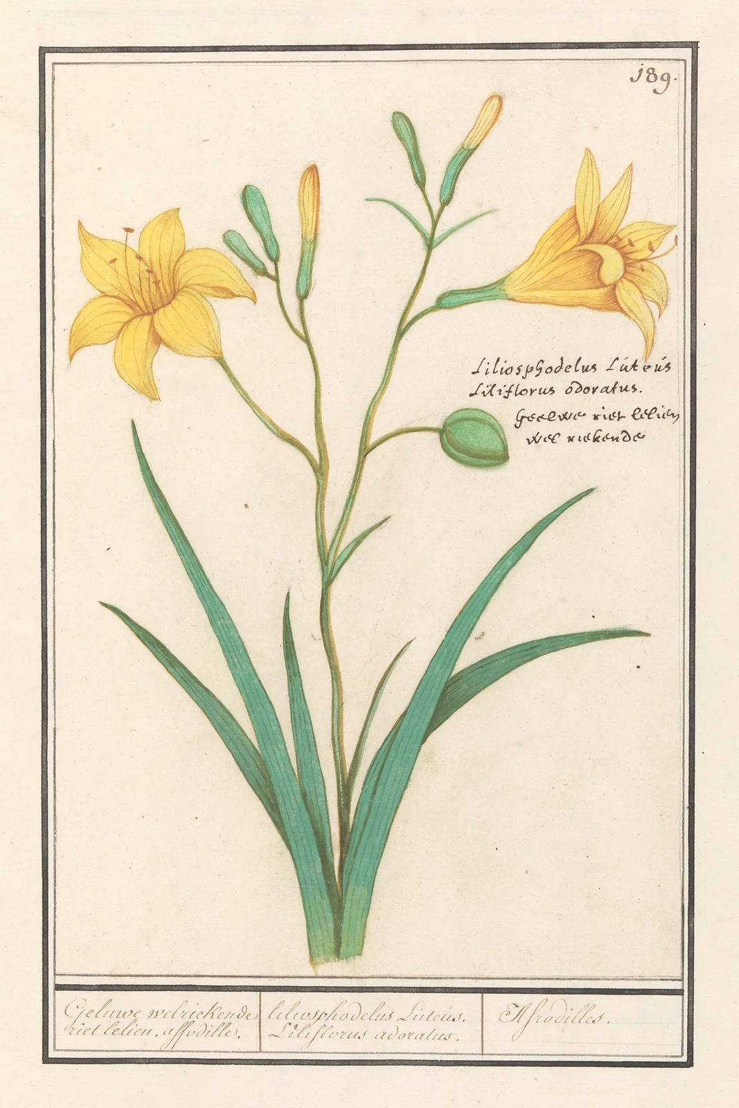 Gele lelie (Lilium) av Anselmus Boëtius de Boodt