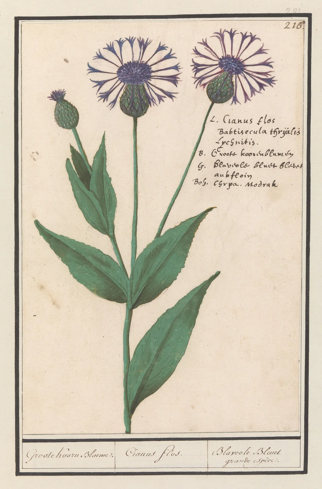 Grote centaurie (Centaurea scabiosa) av Anselmus Boëtius de Boodt