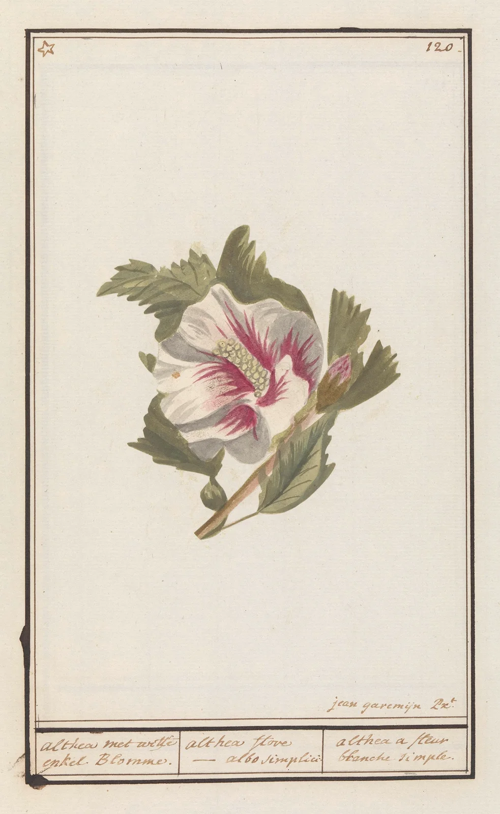 Hibiscus (Hibiscus syriacus) av Anselmus Boëtius de Boodt