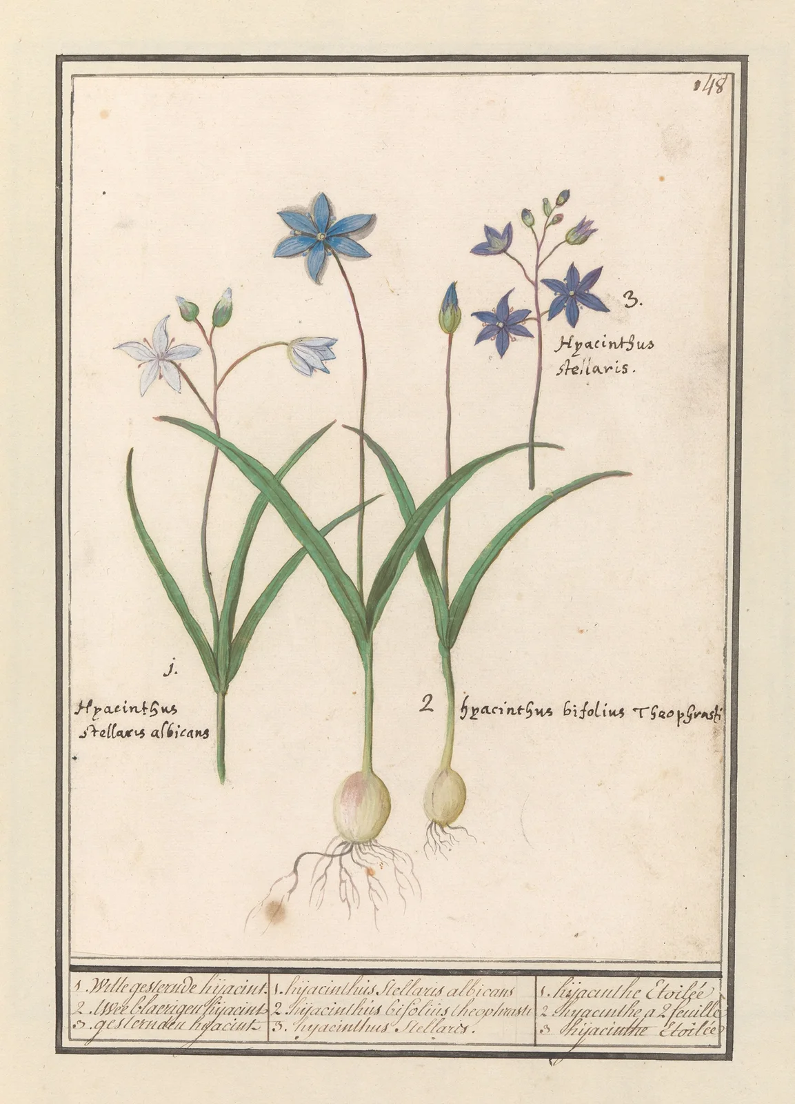 Sterhyacint (Scilla) av Anselmus Boëtius de Boodt