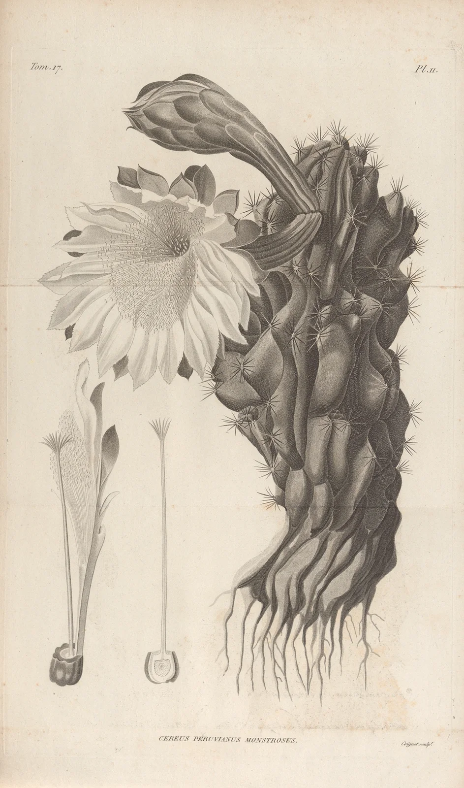 Cereus Peruvianus monstrosus av Augustin Pyramus de Candolle