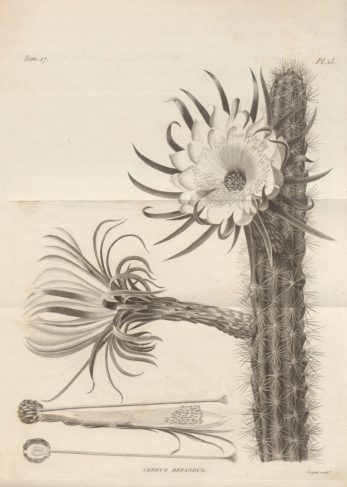 Cereus repandus av Augustin Pyramus de Candolle