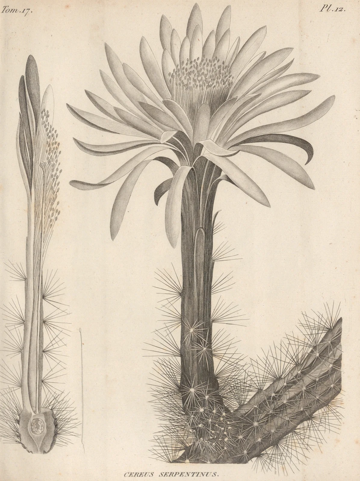 Cereus serpentinus av Augustin Pyramus de Candolle