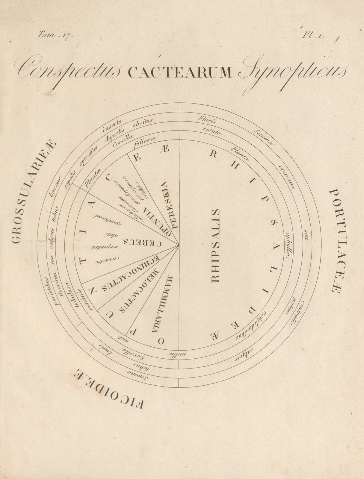 Conspectus Cactearum Synopticus av Augustin Pyramus de Candolle