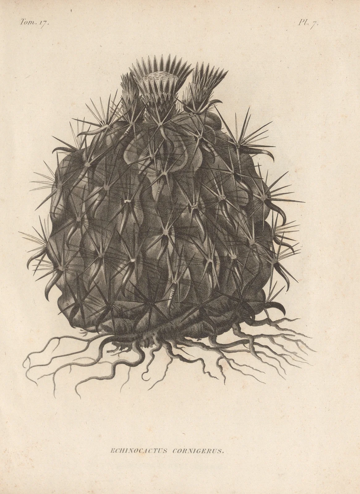 Echinocactus cornigerus av Augustin Pyramus de Candolle