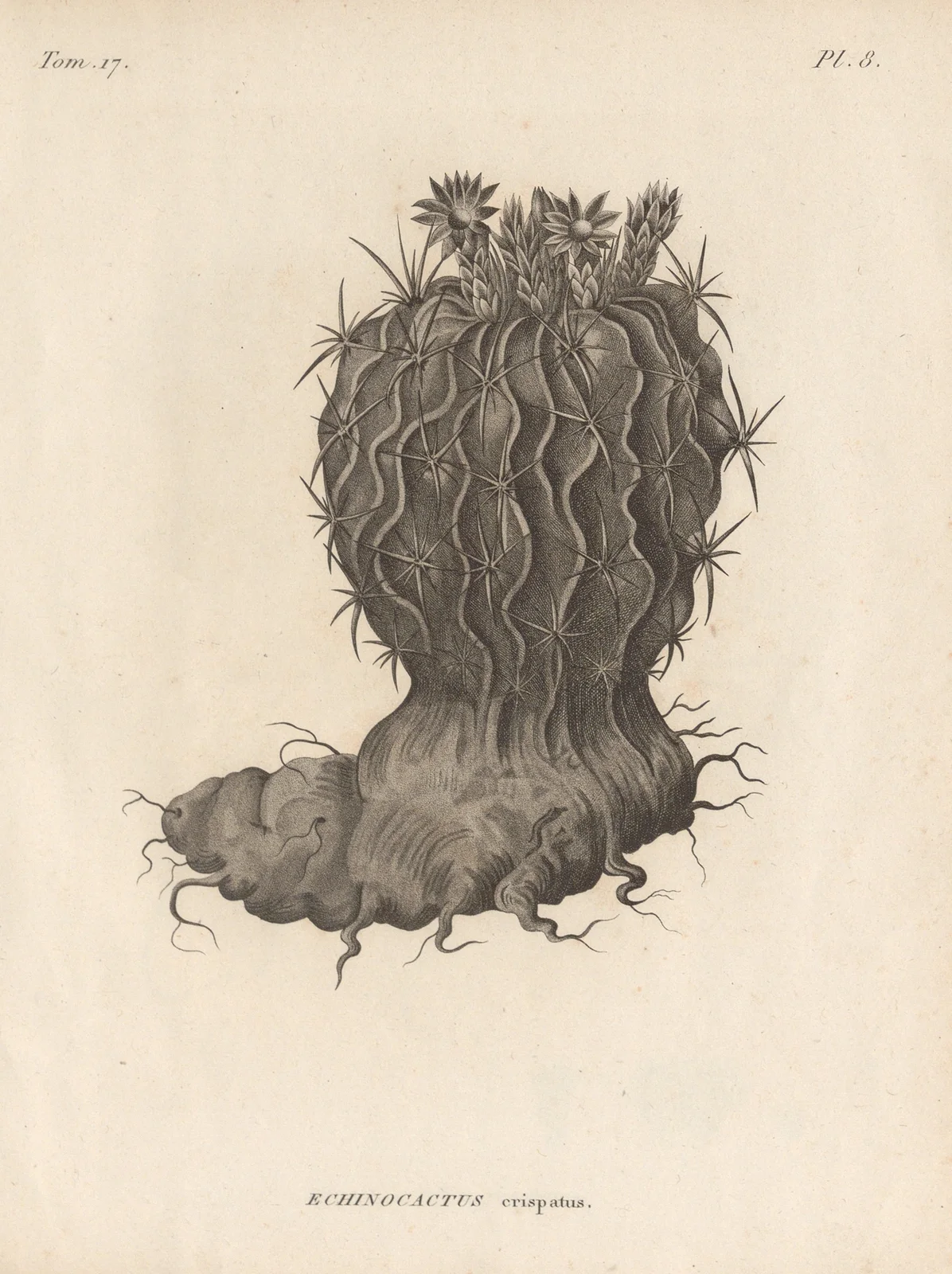 Echinocactus crispatus av Augustin Pyramus de Candolle