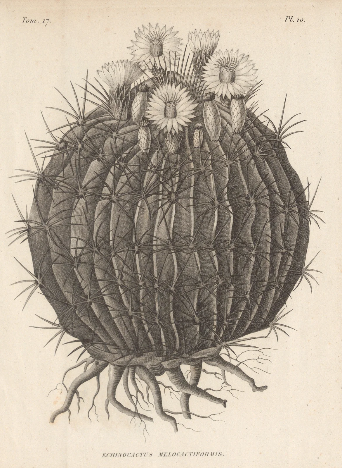 Echinocactus melocactiformis av Augustin Pyramus de Candolle