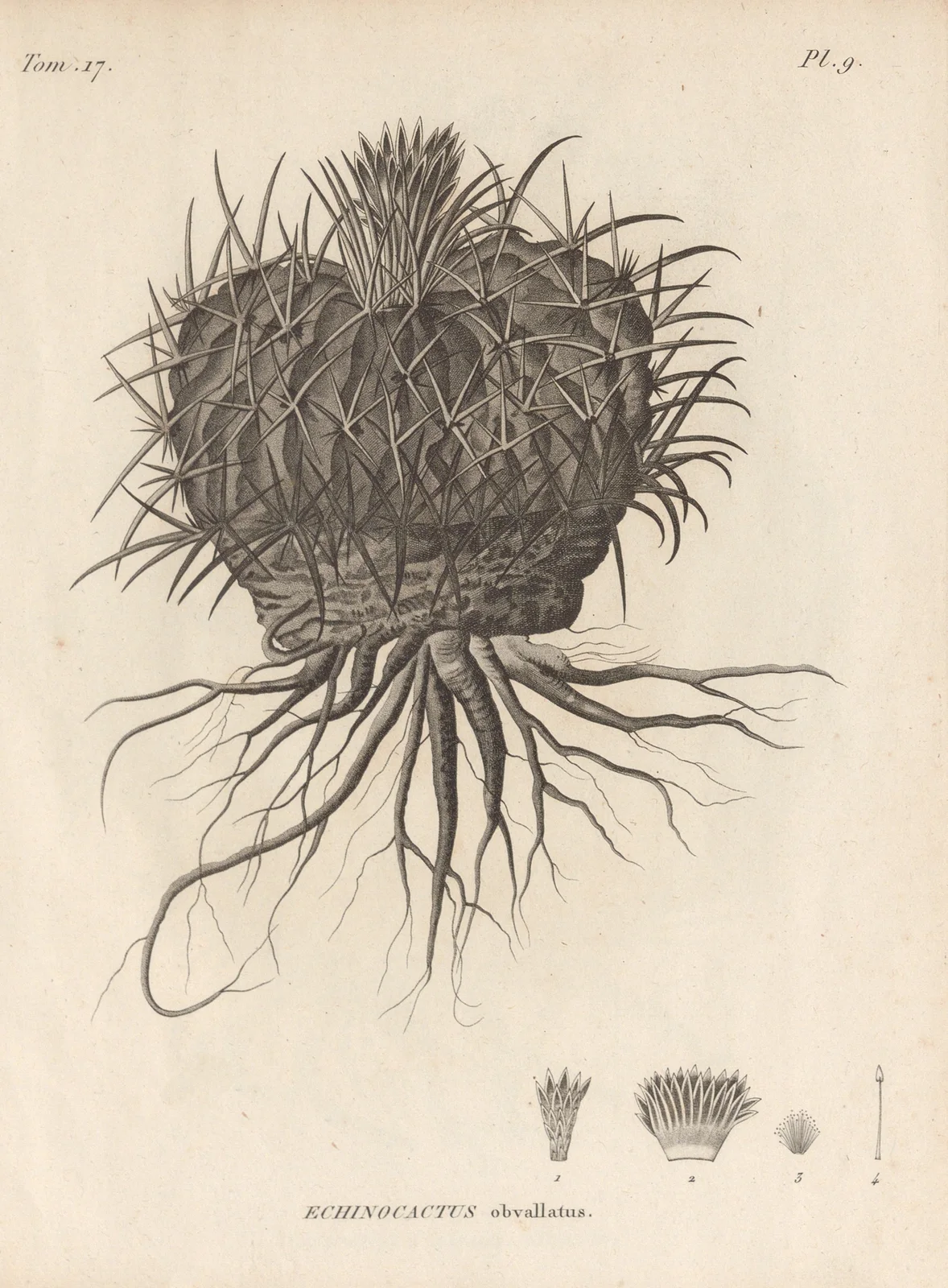Echinocactus obvallatus av Augustin Pyramus de Candolle