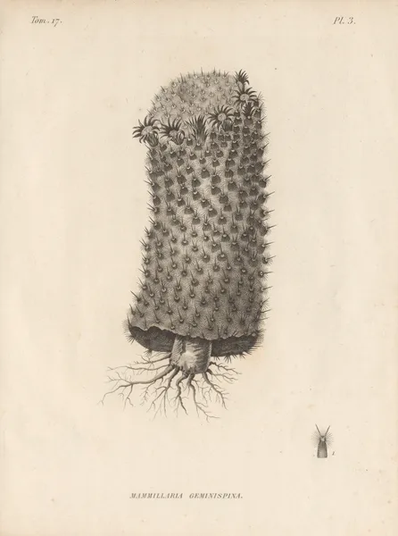Mammillaria geminispina av Augustin Pyramus de Candolle