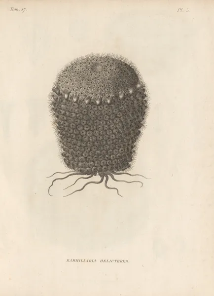 Mammillaria helicteres av Augustin Pyramus de Candolle