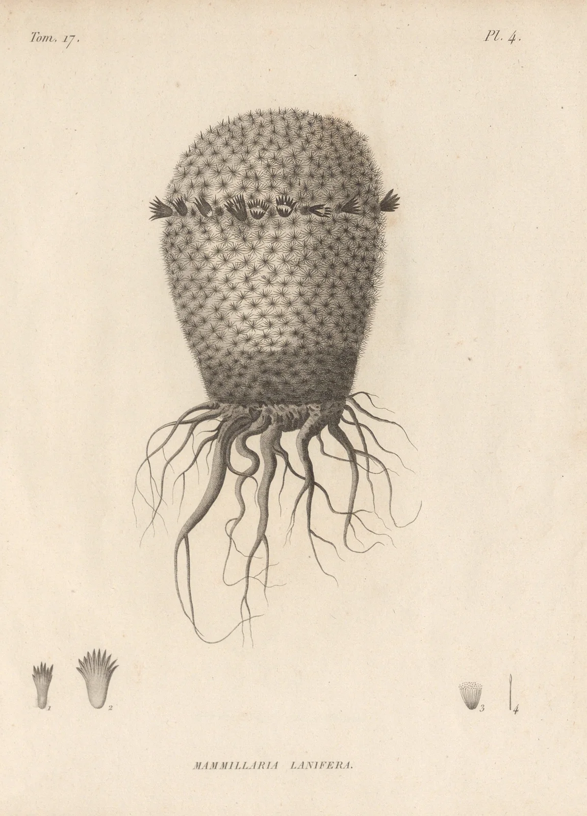 Mammillaria lanifera av Augustin Pyramus de Candolle