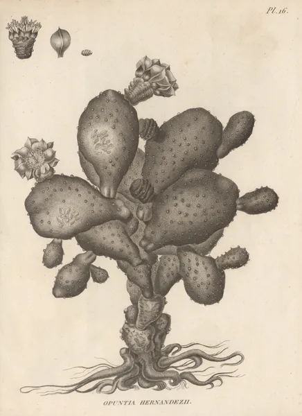 Opuntia hernandezii av Augustin Pyramus de Candolle