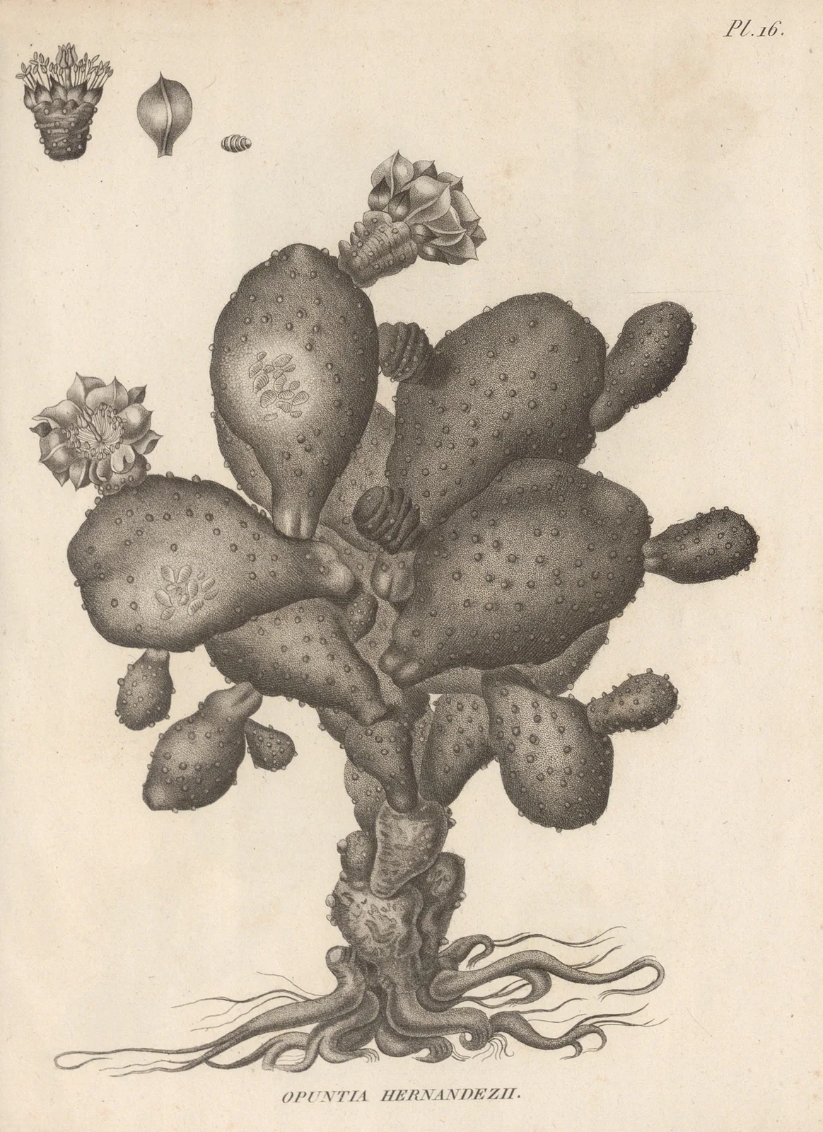 Opuntia hernandezii av Augustin Pyramus de Candolle
