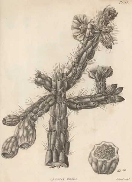 Opuntia rosea av Augustin Pyramus de Candolle