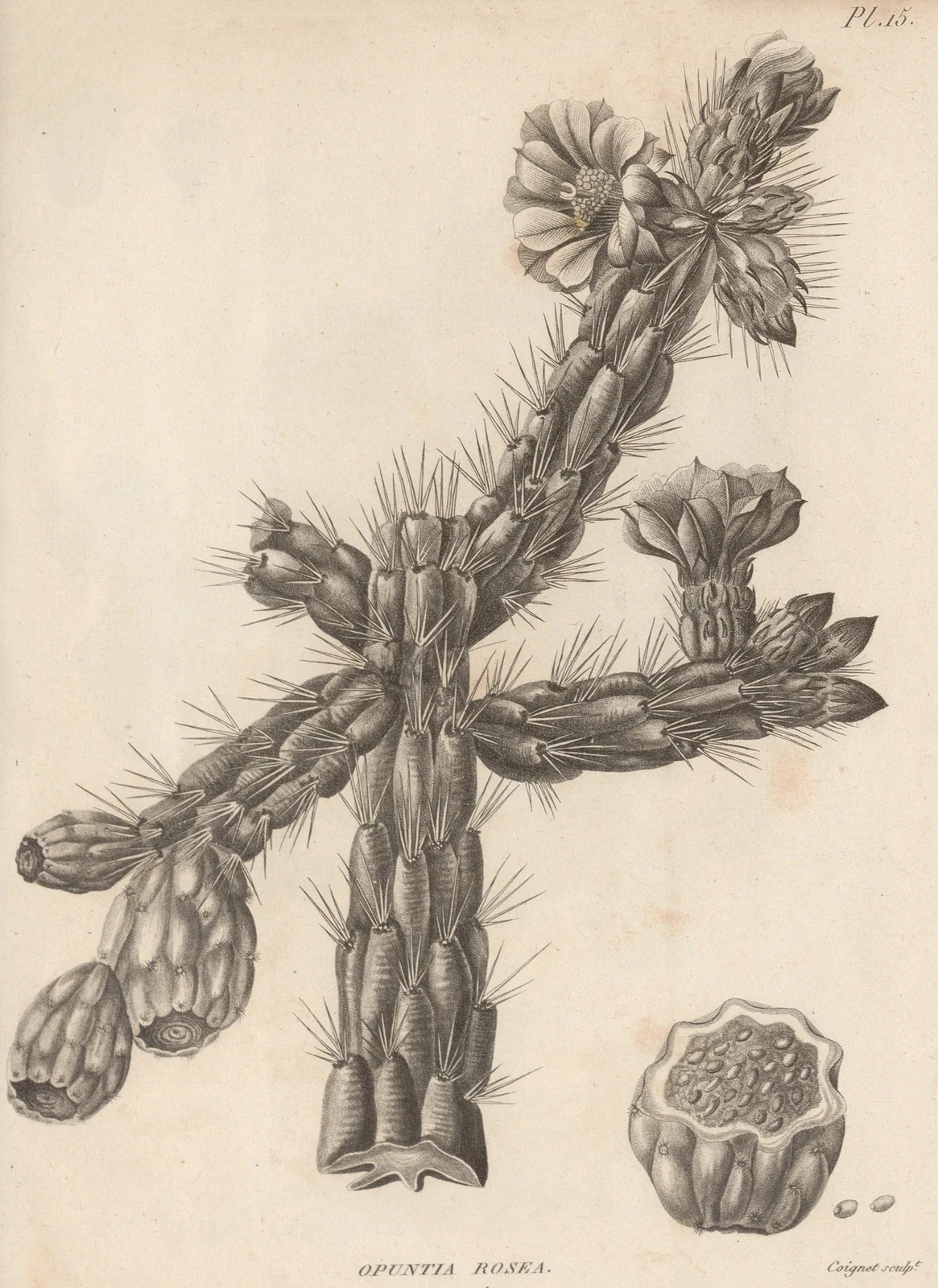 Opuntia rosea av Augustin Pyramus de Candolle