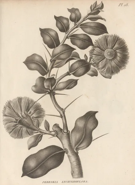 Pereskia lychnidiflora av Augustin Pyramus de Candolle