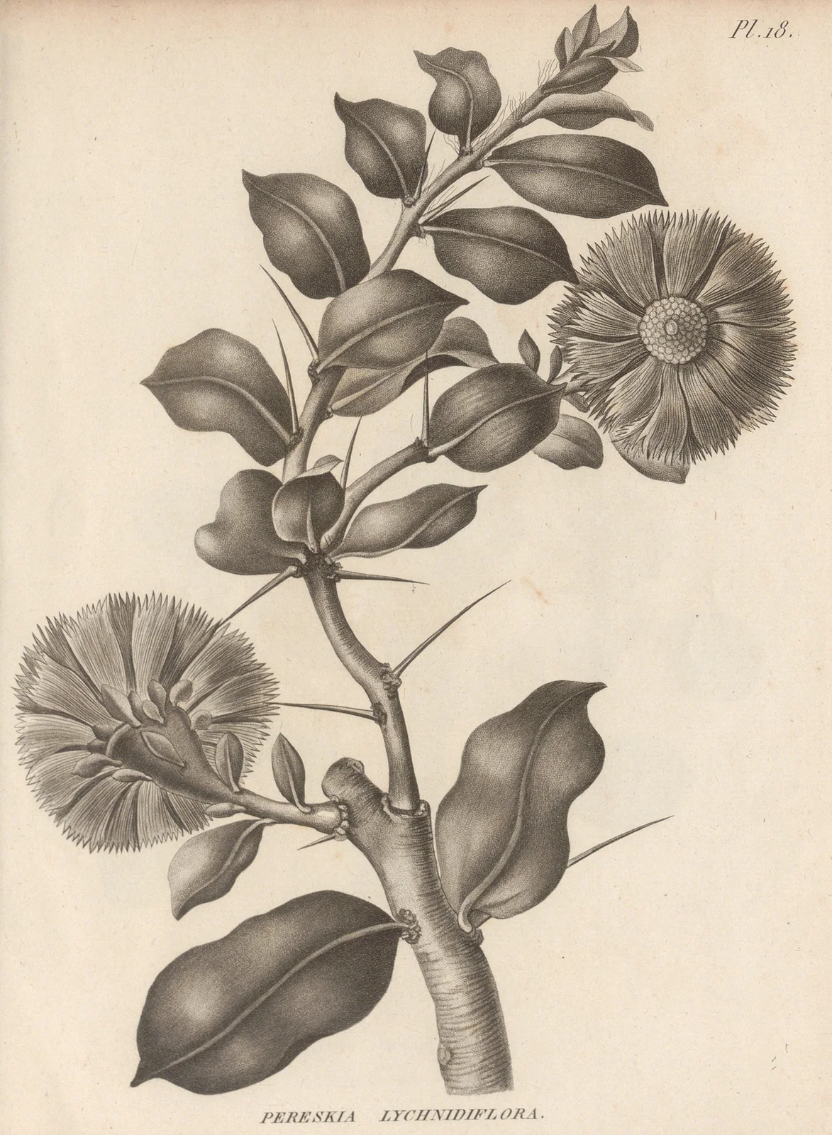 Pereskia lychnidiflora av Augustin Pyramus de Candolle