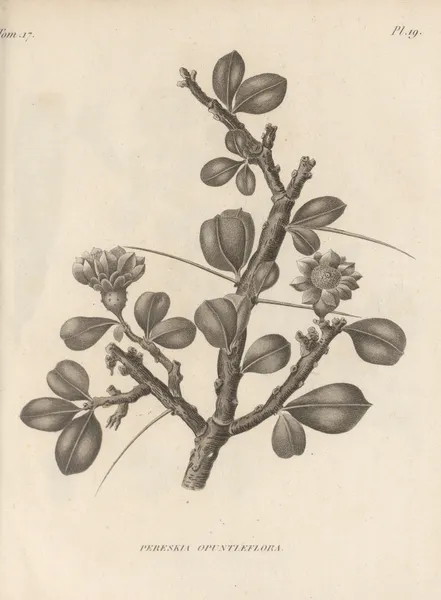 Pereskia opuntiaeflora av Augustin Pyramus de Candolle