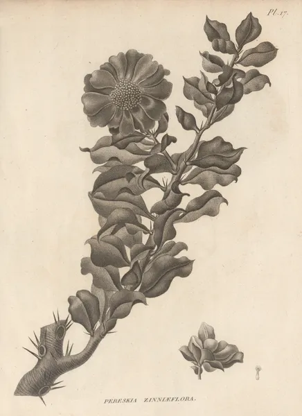 Pereskia zinniaeflora av Augustin Pyramus de Candolle