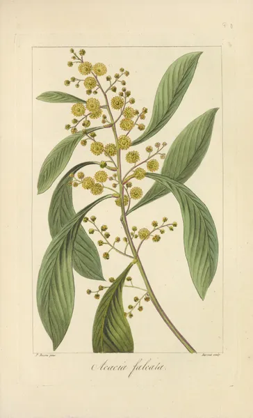 Acacia falcata av Jean Claude Michel Mordant de Launay