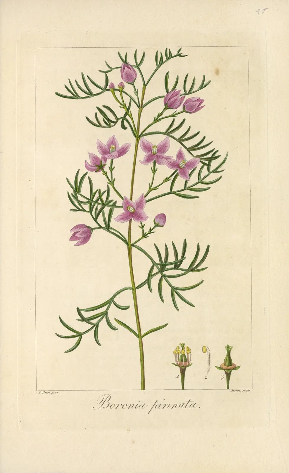 Boronia pinnata av Jean Claude Michel Mordant de Launay