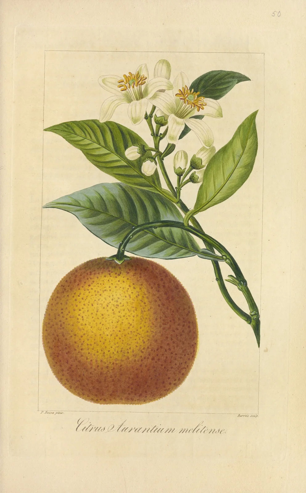 Citrus aurantium melitense av Jean Claude Michel Mordant de Launay