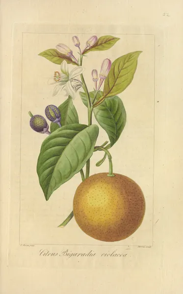 Citrus bigaradia violacea av Jean Claude Michel Mordant de Launay