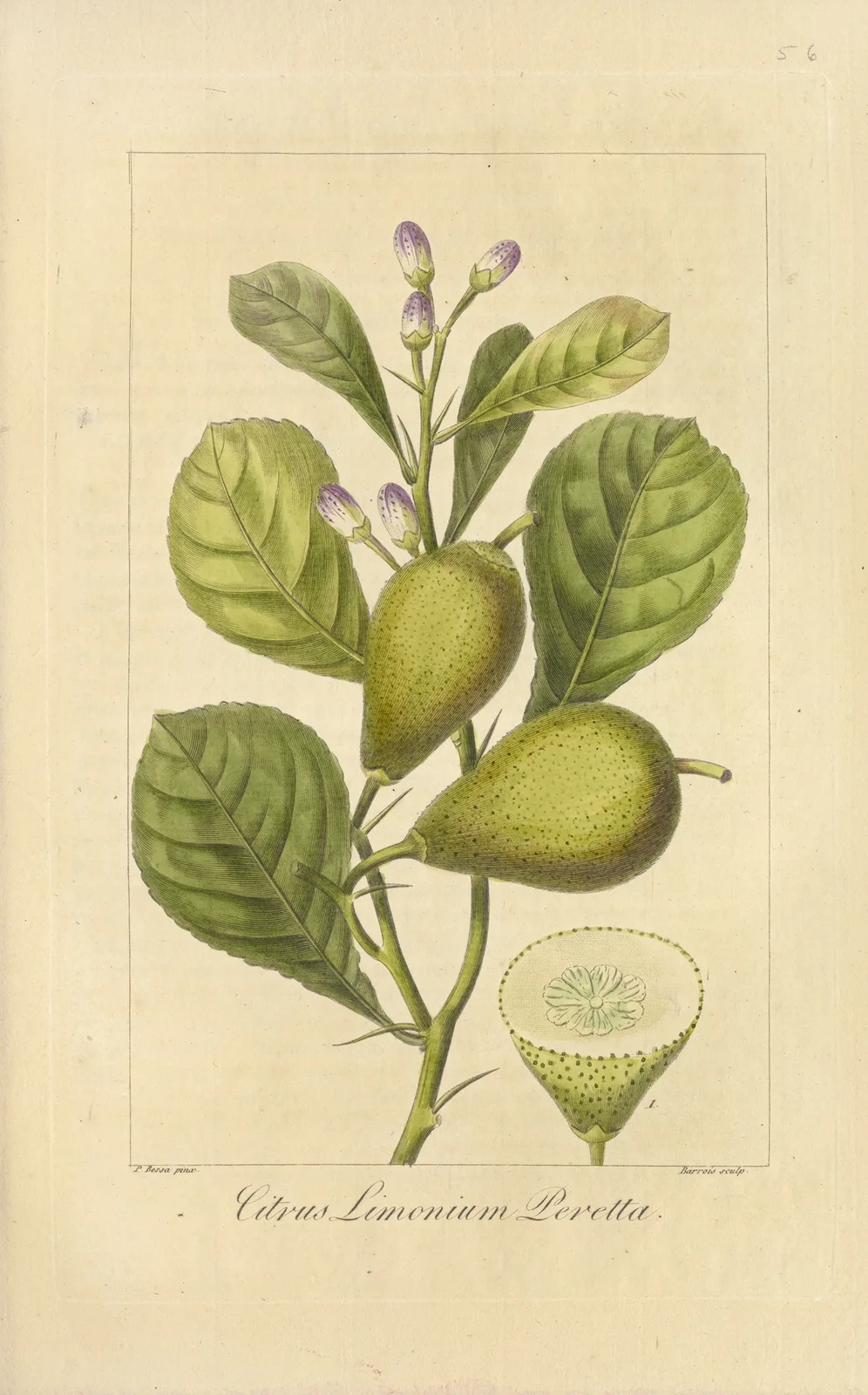 Citrus limonium peretta av Jean Claude Michel Mordant de Launay