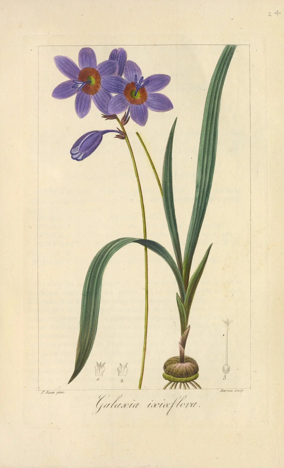 Galaxia ixiæflora av Jean Claude Michel Mordant de Launay