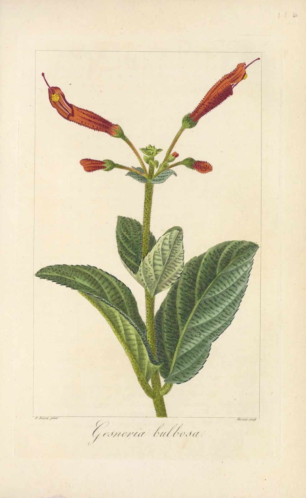 Gesneria bulbosa av Jean Claude Michel Mordant de Launay