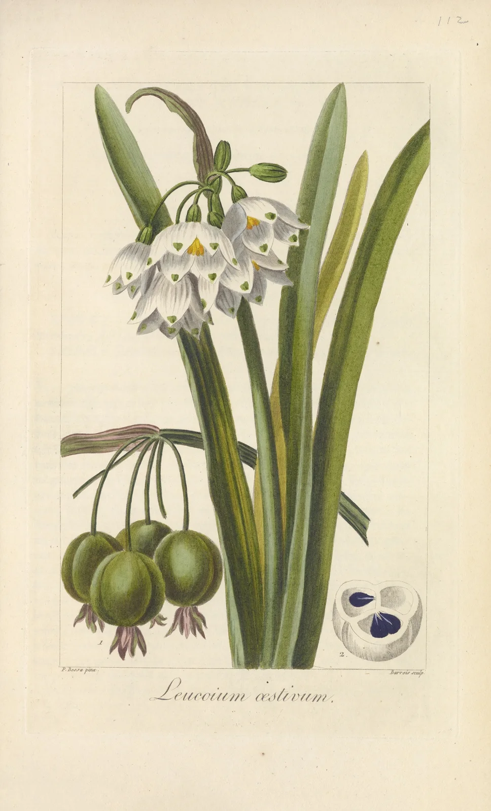 Leucoium æstivum av Jean Claude Michel Mordant de Launay