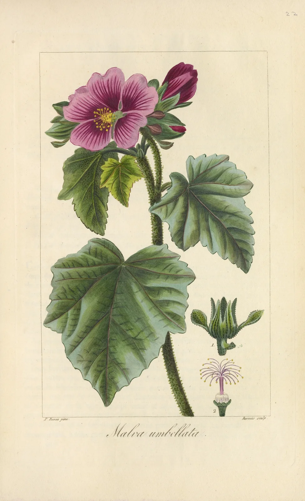 Malva umbellata av Jean Claude Michel Mordant de Launay