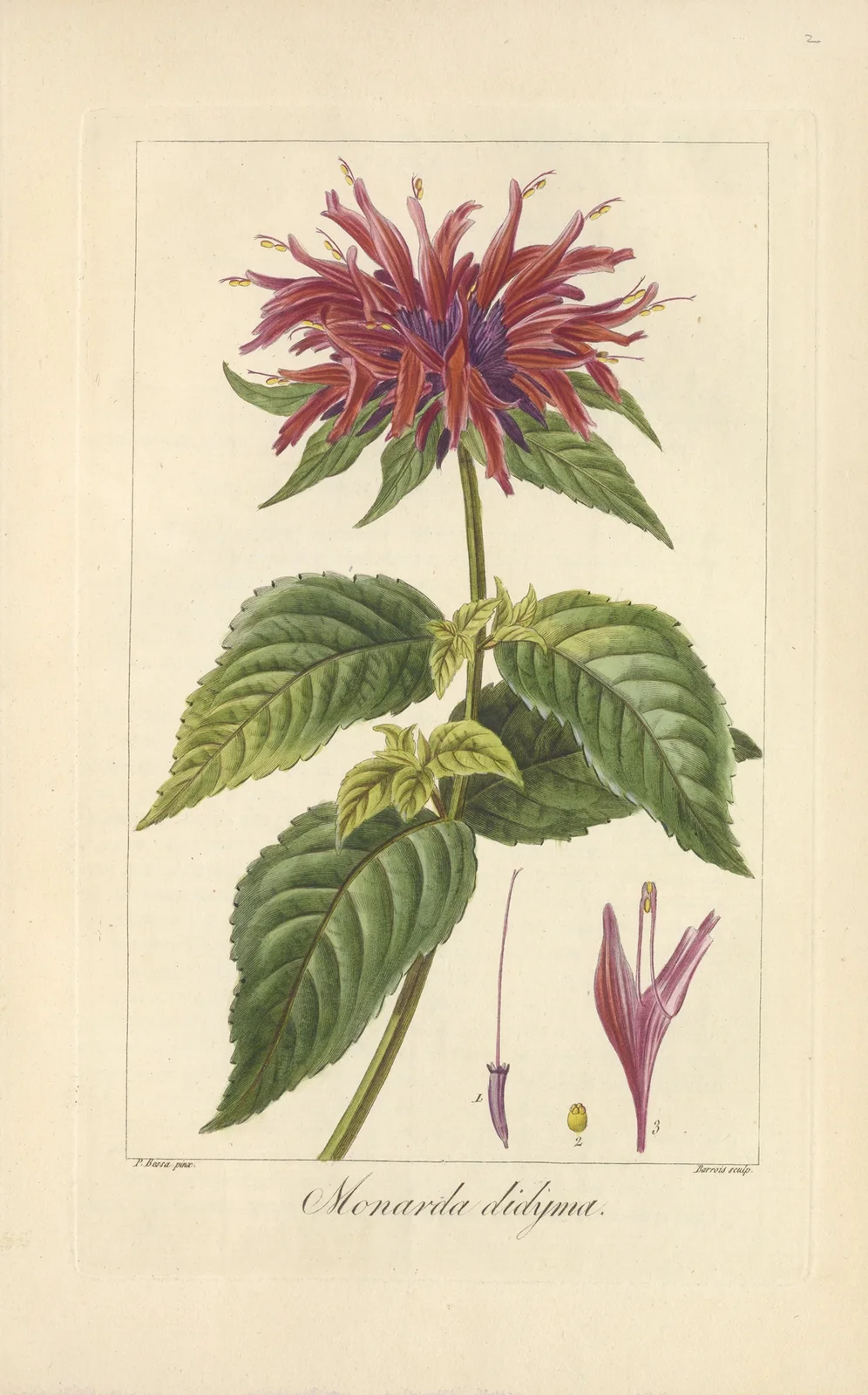 Monarda didyma av Jean Claude Michel Mordant de Launay