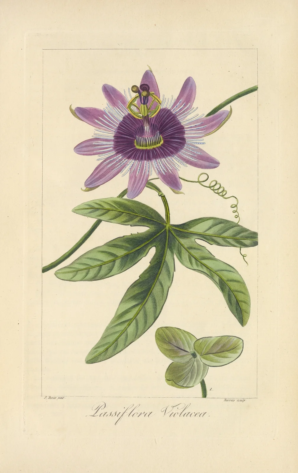 Passiflora violacea av Jean Claude Michel Mordant de Launay