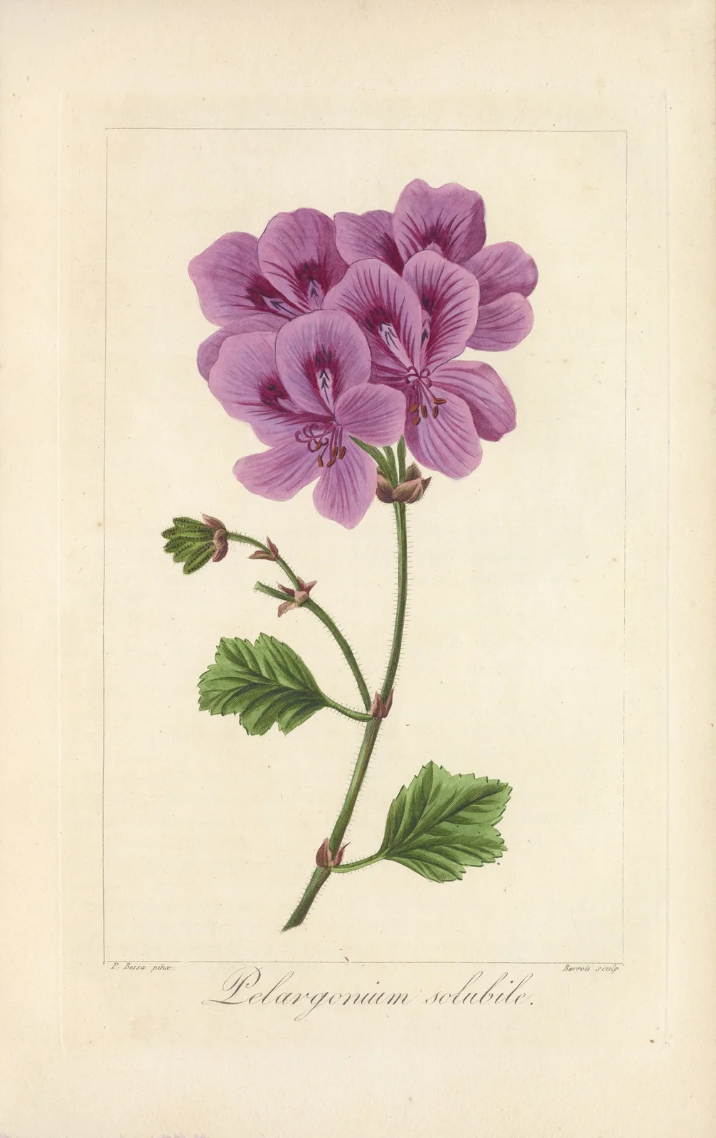 Pelargonium solubile av Jean Claude Michel Mordant de Launay