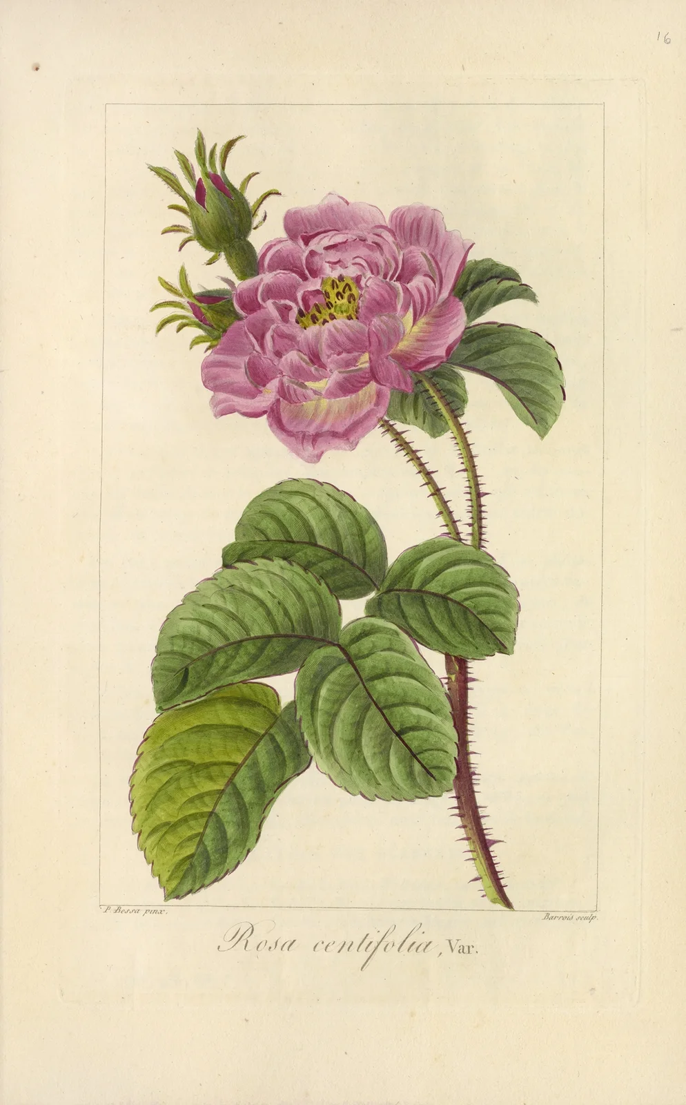 Rosa centifolia av Jean Claude Michel Mordant de Launay
