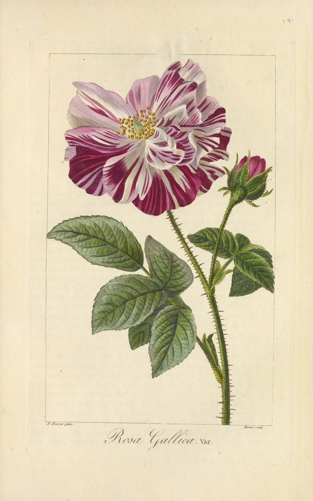 Rosa gallica av Jean Claude Michel Mordant de Launay