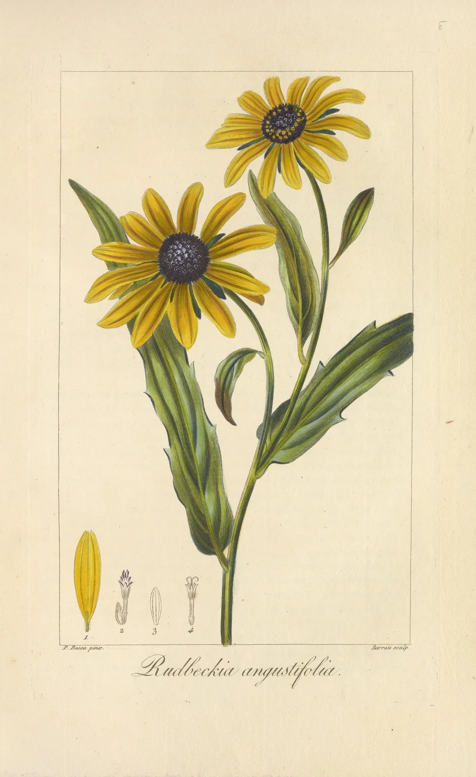 Rudbeckia angustifolia av Jean Claude Michel Mordant de Launay