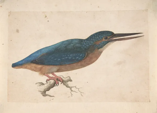 A Kingfisher on a Branch av Jacques Le Moyne de Morgues