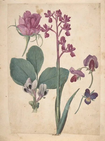 A Sheet of Studies of Flowers; A Rose, a Heartsease, a Sweet Pea, a Garden Pea, and a Lax-flowered Orchid av Jacques Le Moyne de Morgues