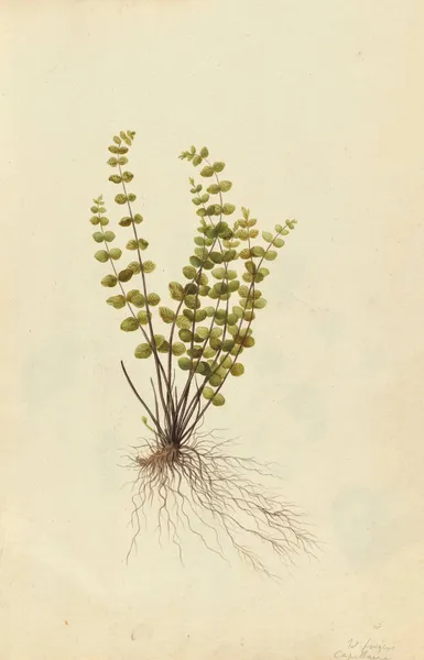 Asplenium trichomanes. Maidenhair fern av Jacques Le Moyne de Morgues