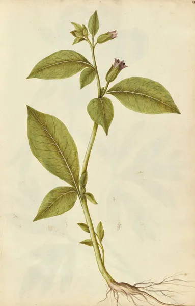 Atropa belladonna. Deadly nightshade av Jacques Le Moyne de Morgues