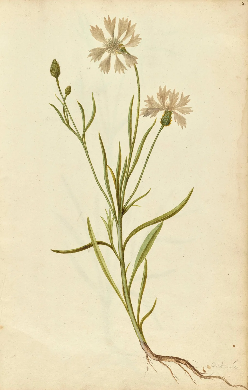 Centaurea cyanus. Cornflower av Jacques Le Moyne de Morgues