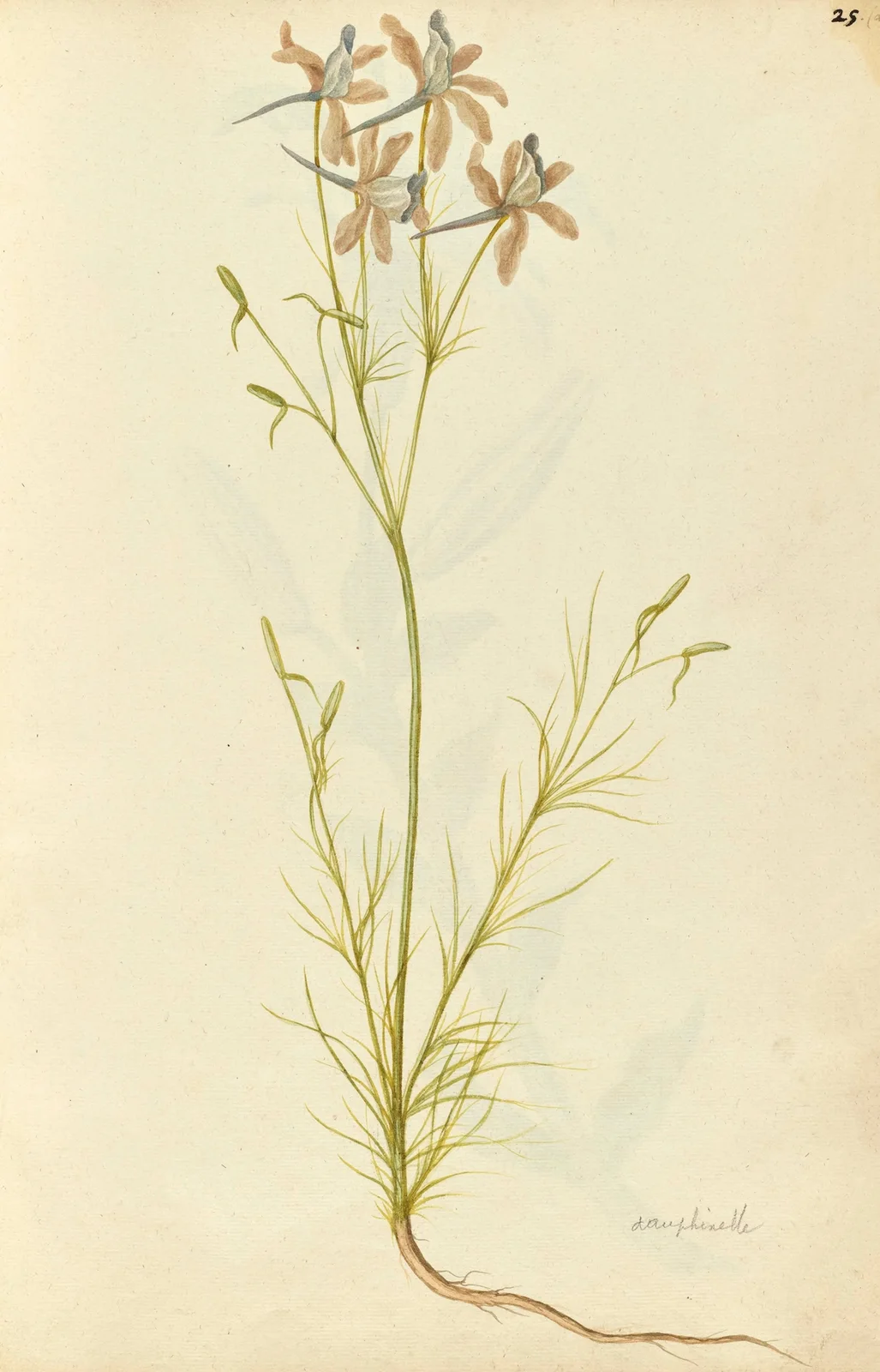Consolida ambigua. Larkspur av Jacques Le Moyne de Morgues