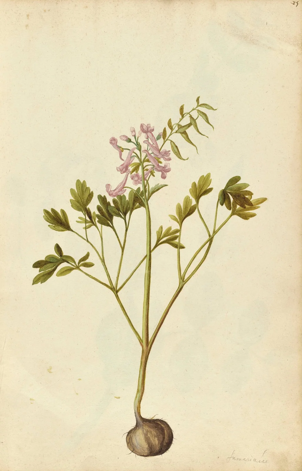 Corydalis solida av Jacques Le Moyne de Morgues