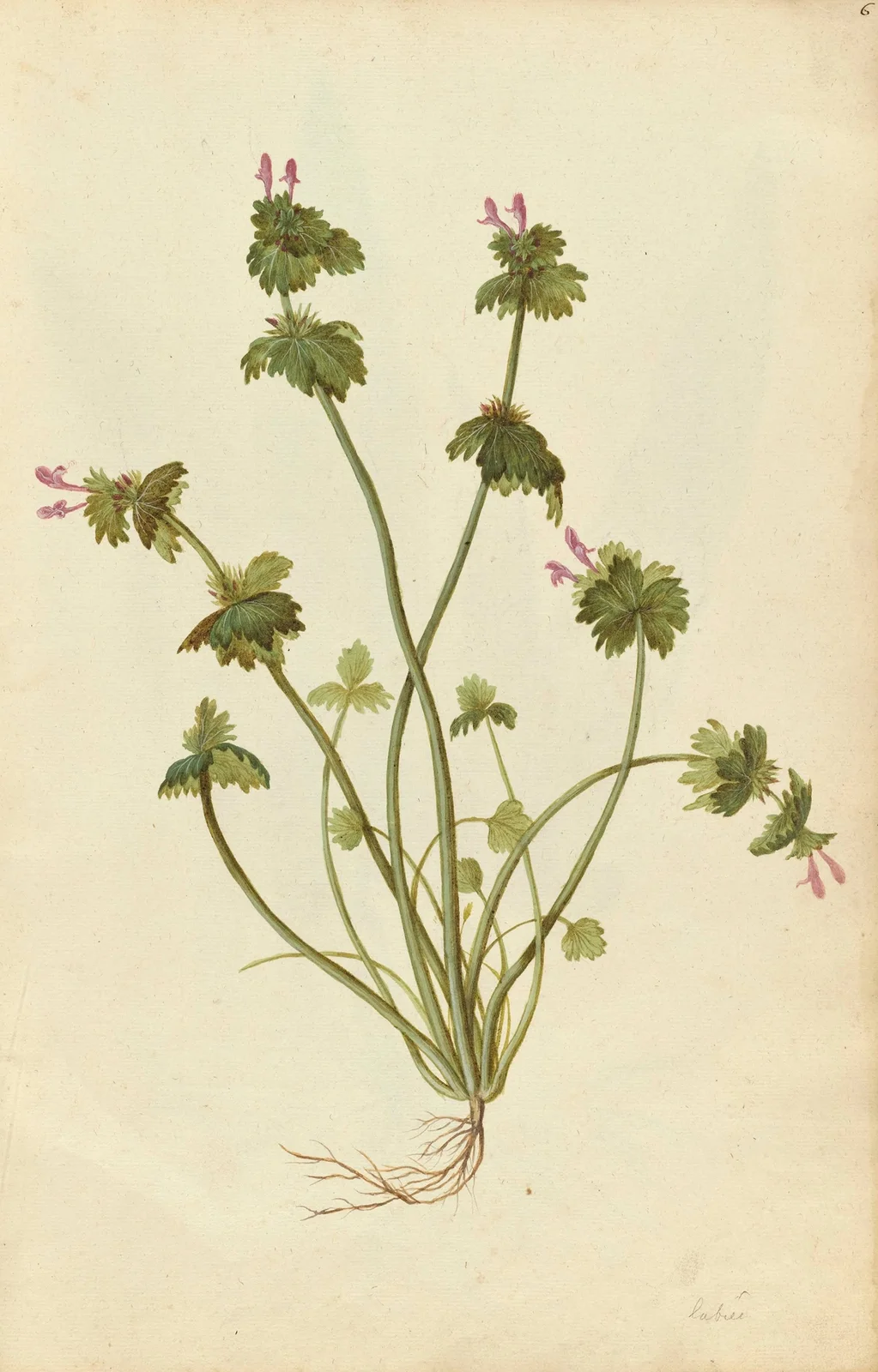 Lamium amplexicaule. Henbit av Jacques Le Moyne de Morgues