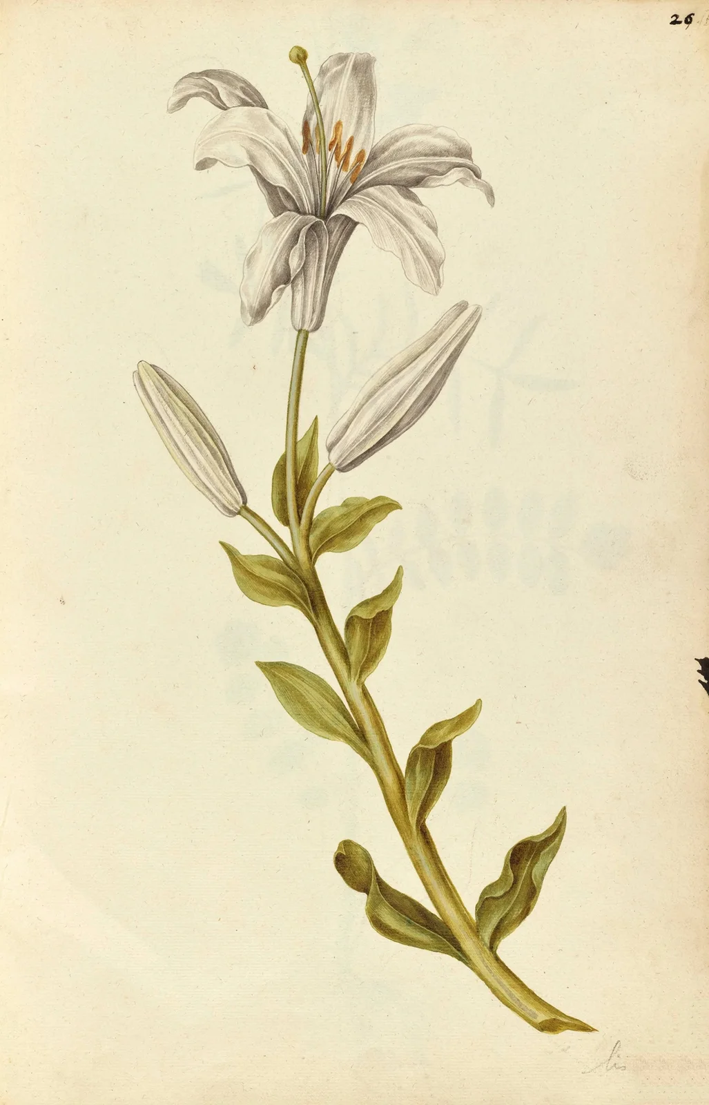 Lilium candidum. Lily av Jacques Le Moyne de Morgues